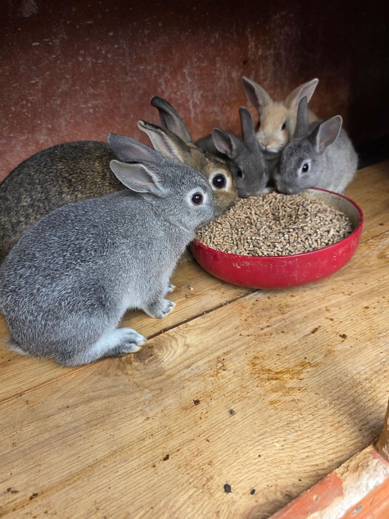 Outdoor rabbits 