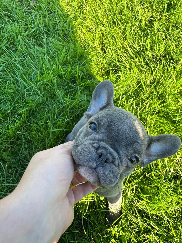 French Bulldog