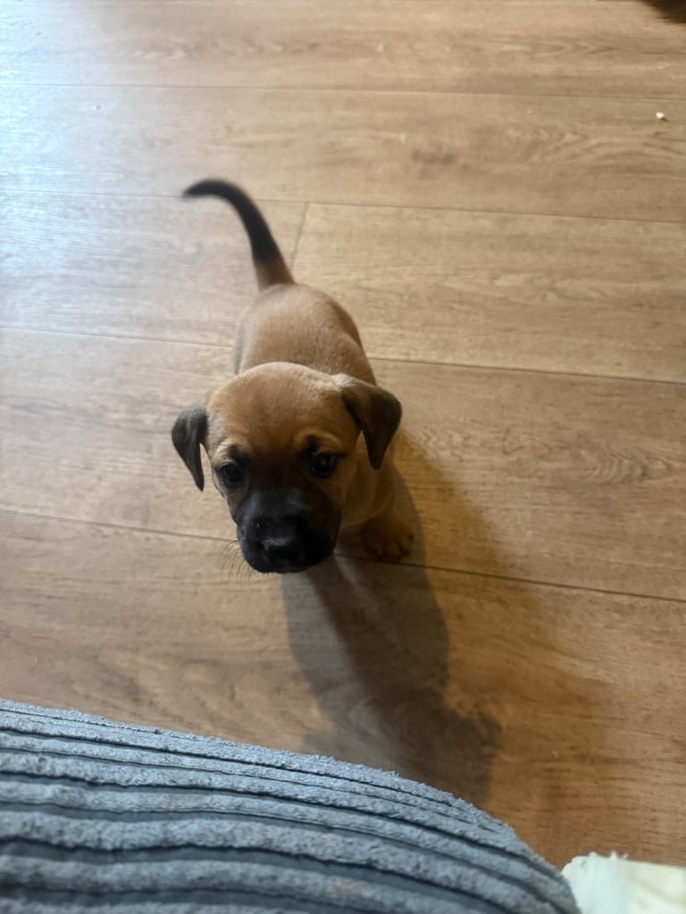 Saluki cross Rottweiler puppies 