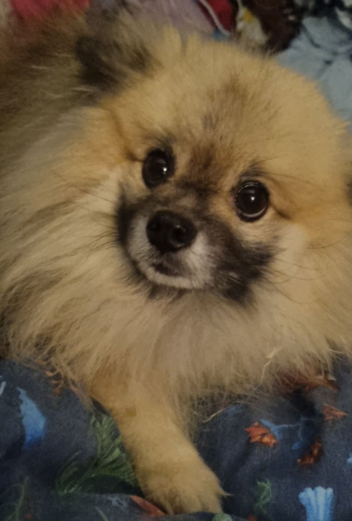 Pomeranian 