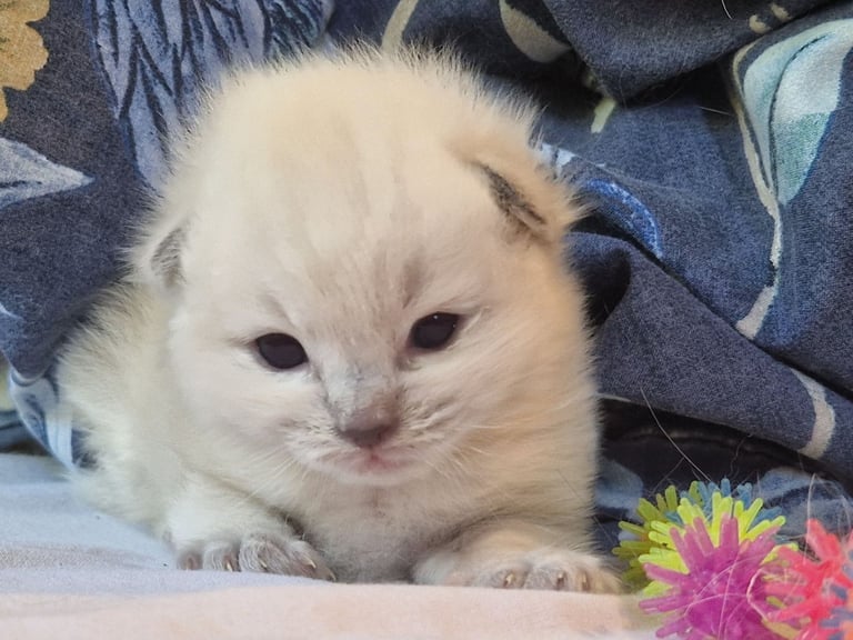 Ragdoll kittens 