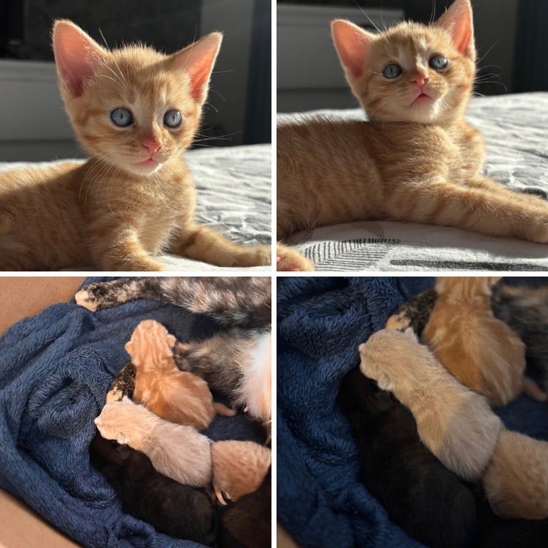 KITTENS ready to go now 