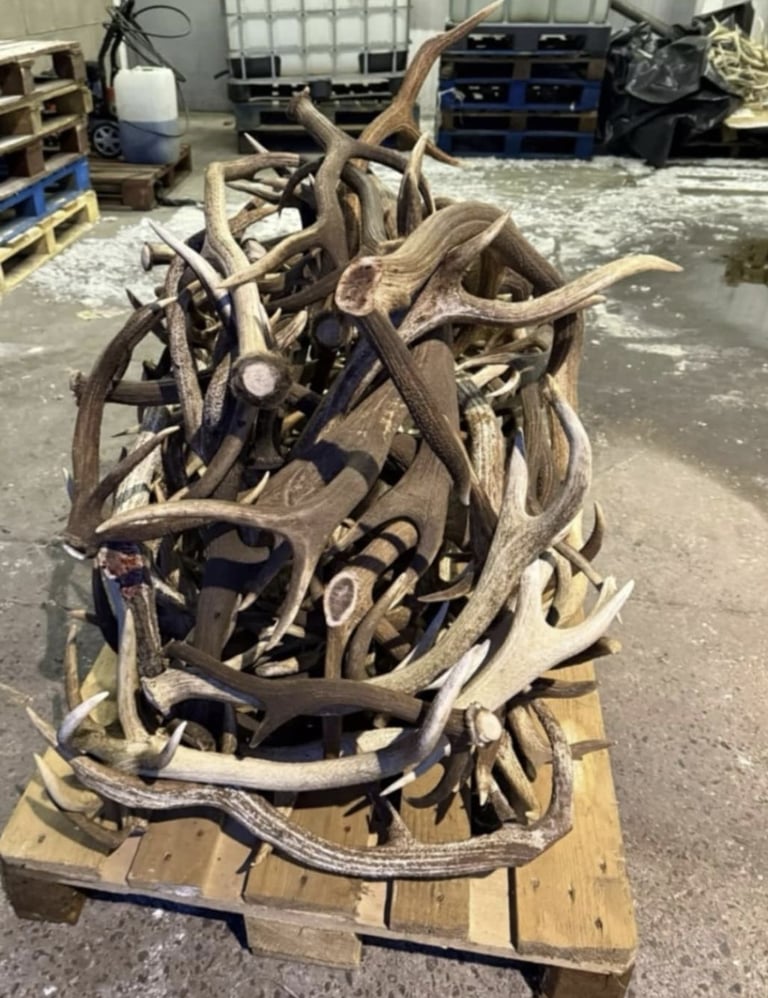 Antler 