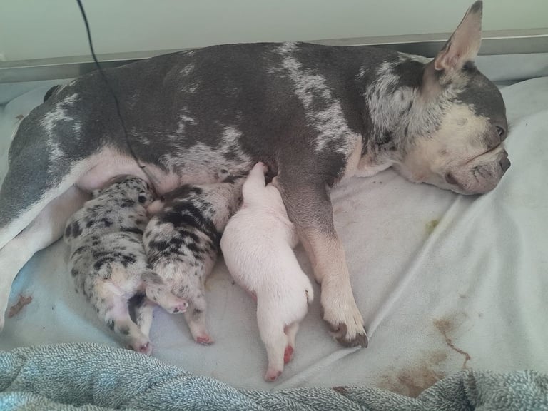 LAST ONE!! PRICE DROP !!PLATINUM MALE Chocolate merle and lilac fluffy carriers french bulldog