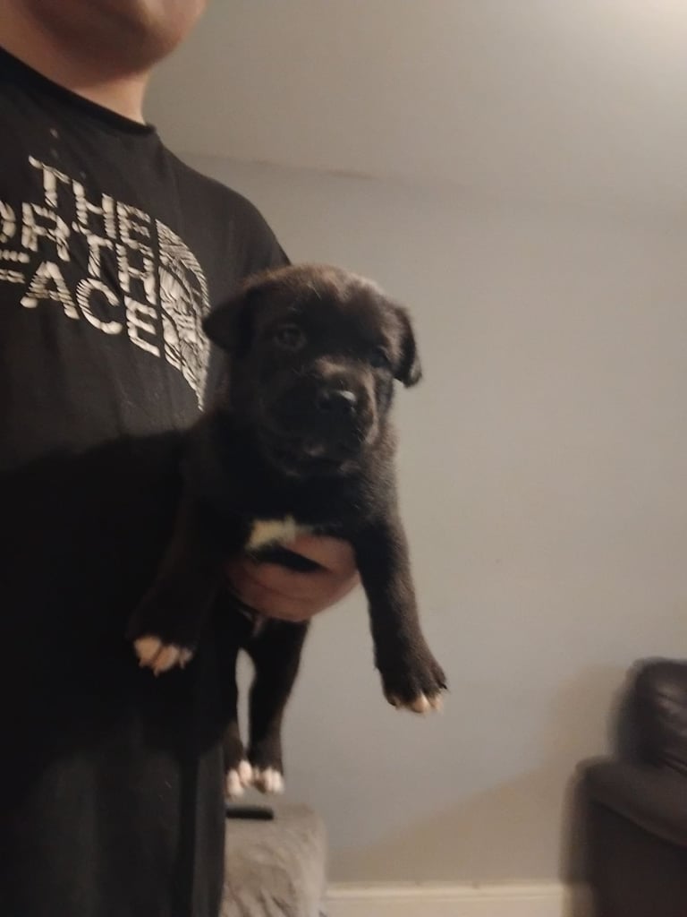 Cane corse x husky Puppies 