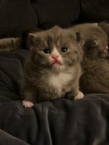 3 british shorthair kittens