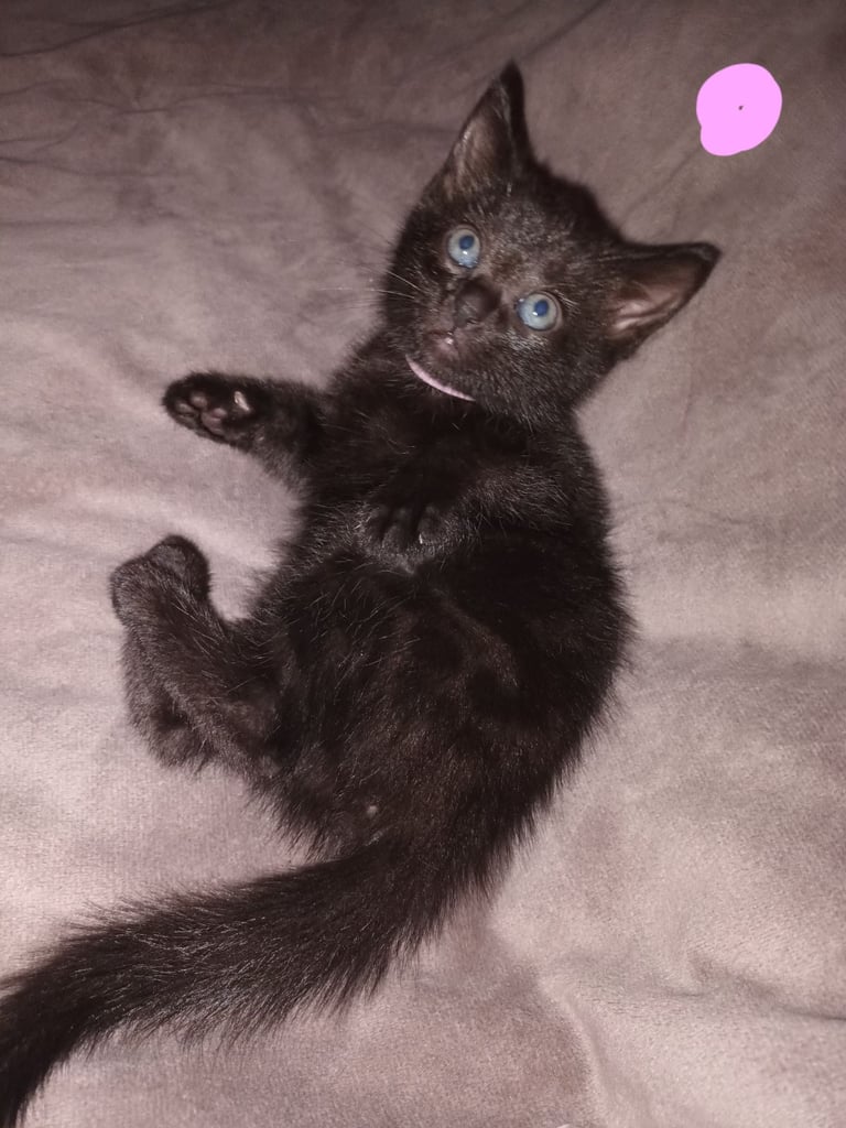 2 gwjus kittens 