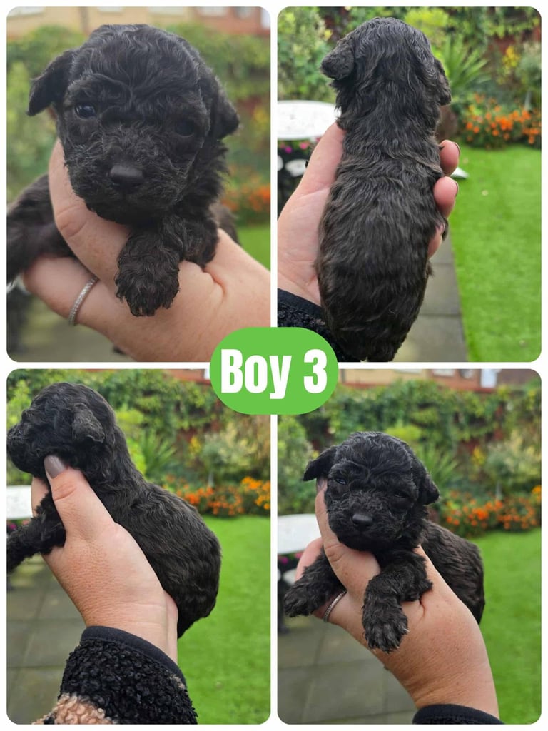 Stunning toy poodle puppies 
