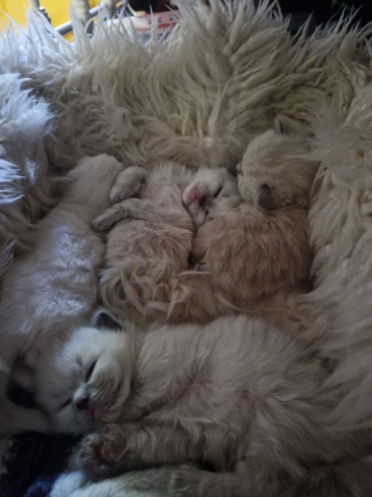 Ragdoll kittens 