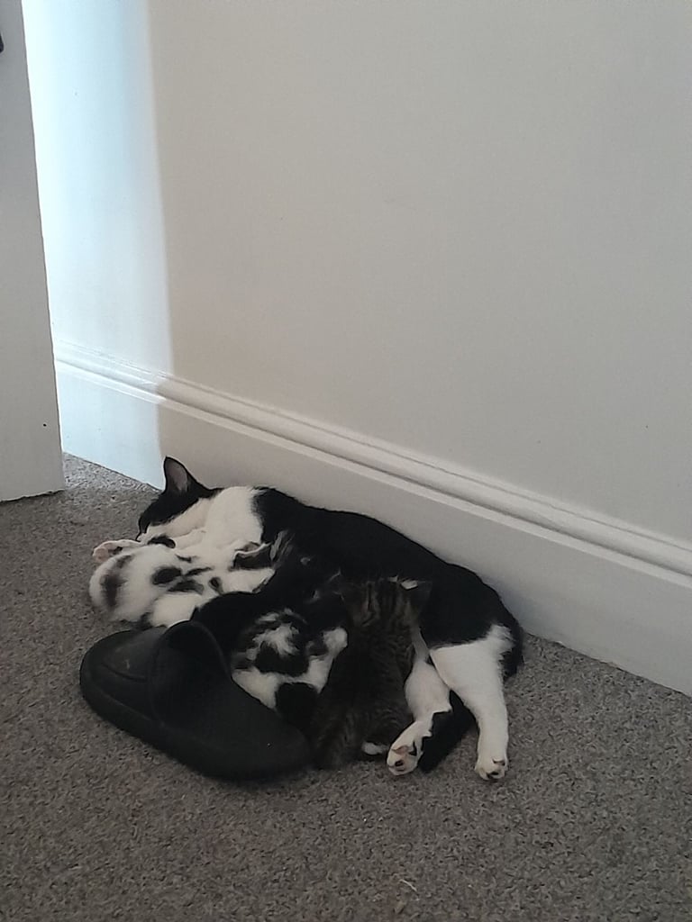 image for 6 kittens looking for homes *4 left*