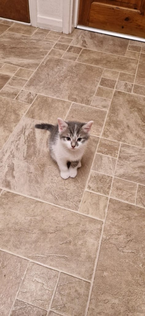 Maine coon X cross male kitten