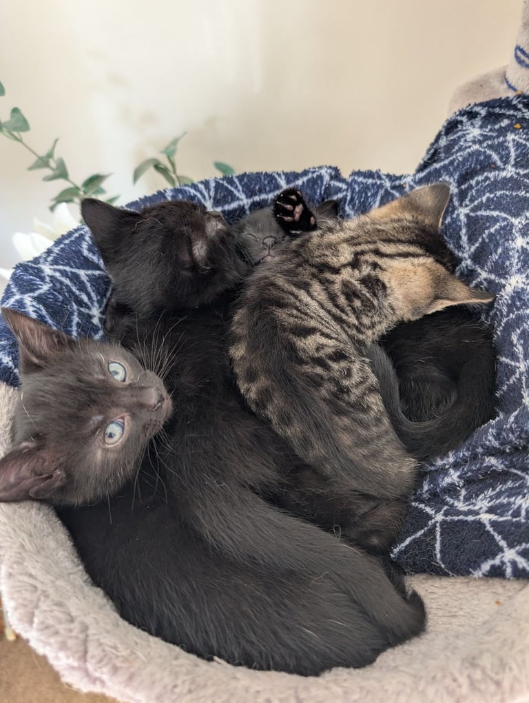 Kittens for sale x3 boys 