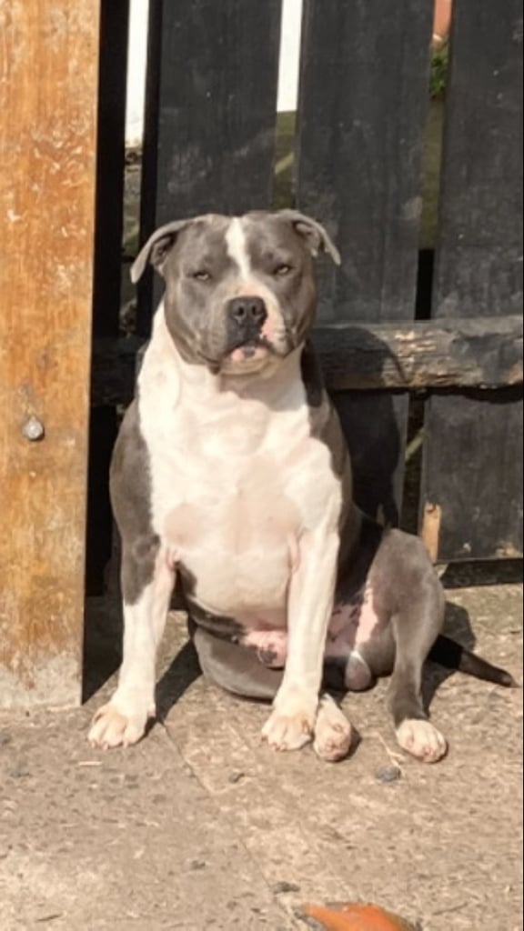 Staffy/Staffordshire bull terrier.kc reg