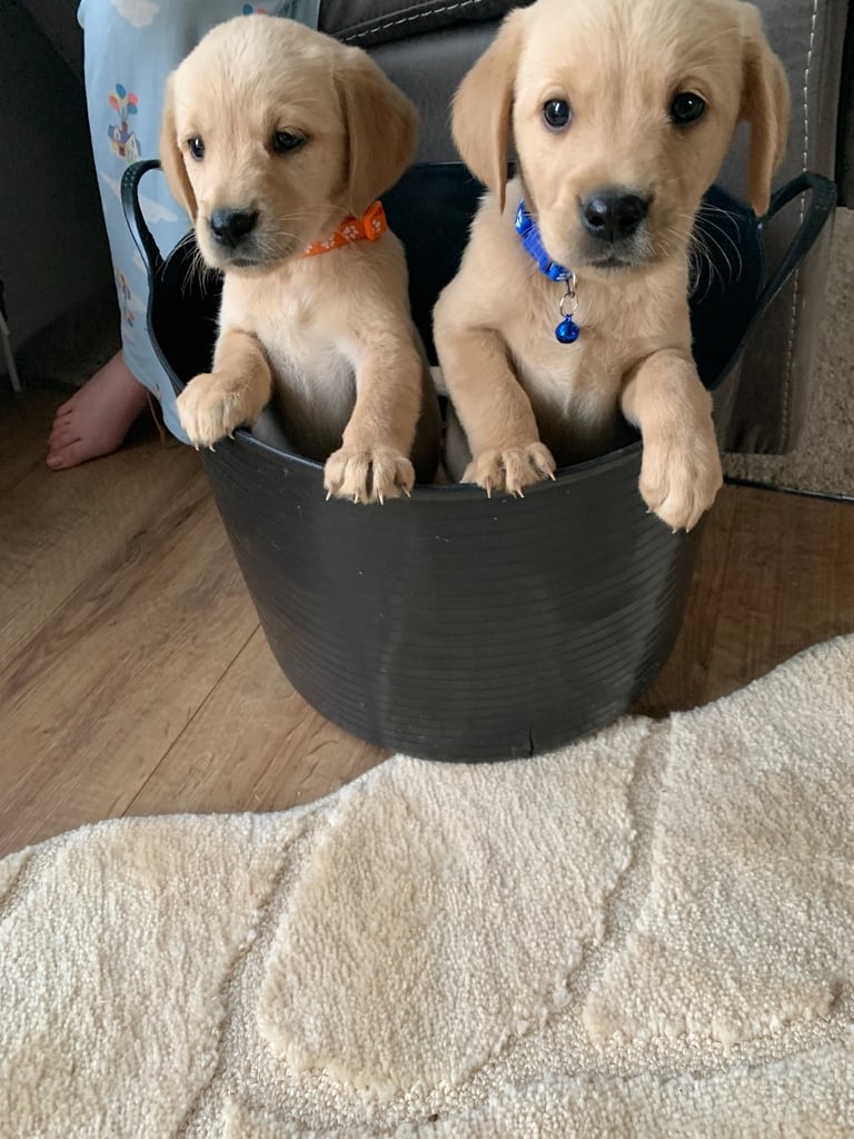 Retriever x fox red Labrador 