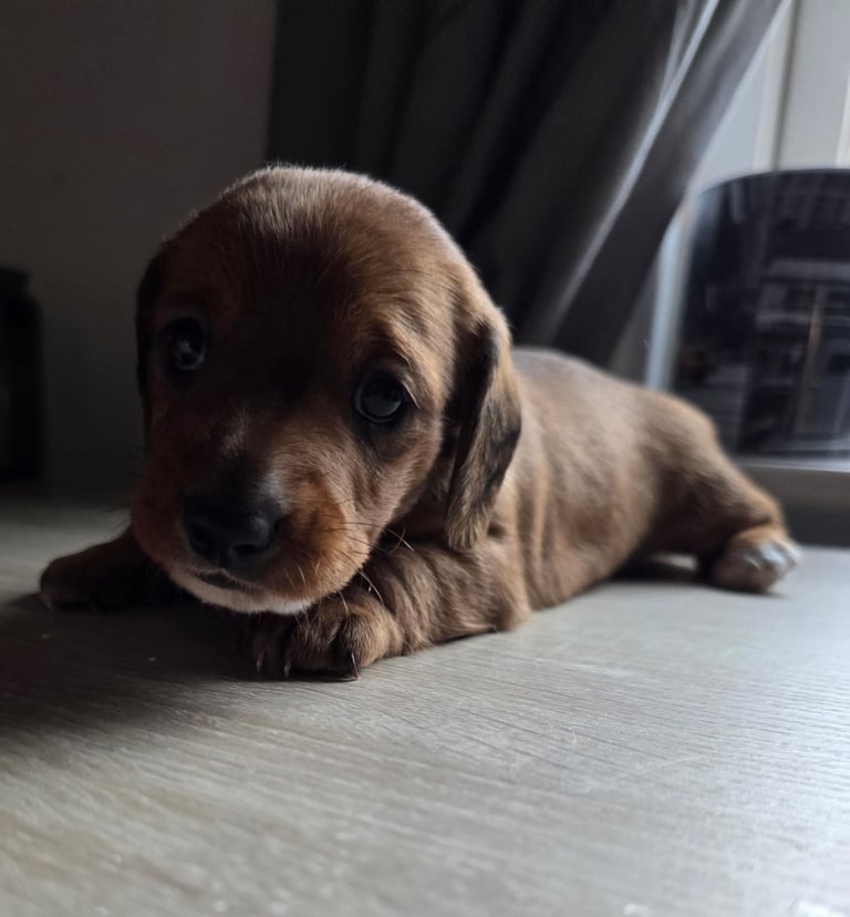 Miniature dachshund puppies 