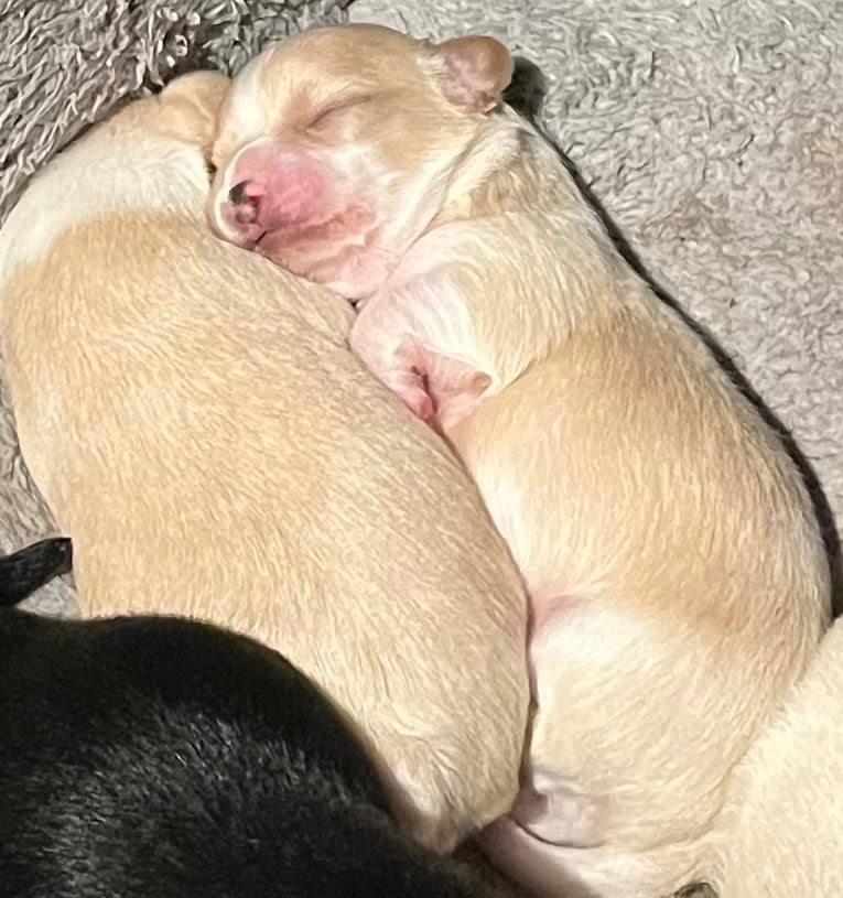 Chihuahua X Toy poodle