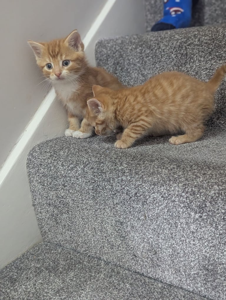 Two lovely ginger kittens 