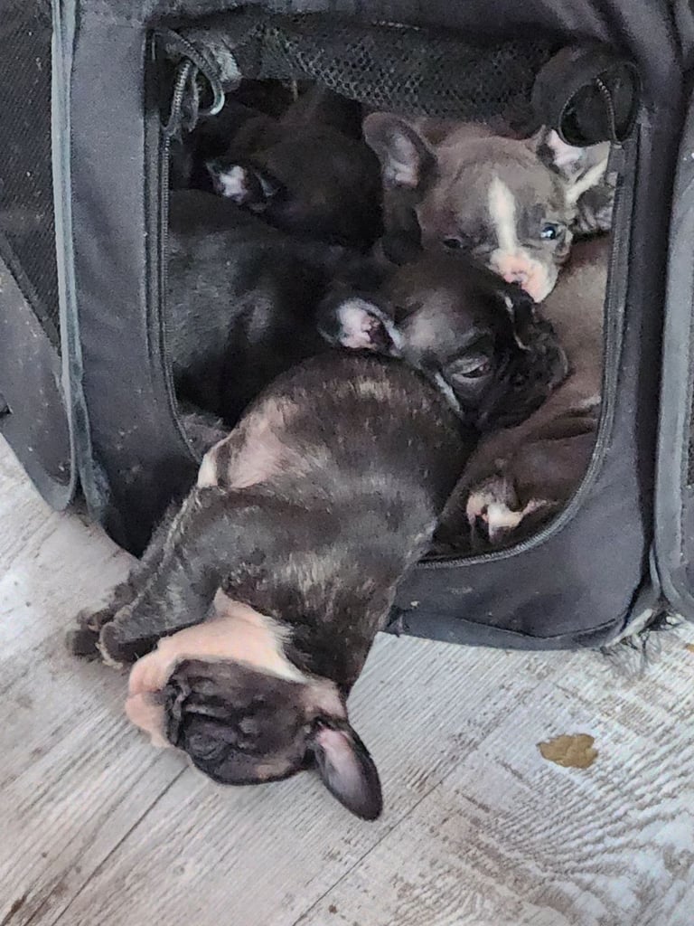 French bulldog puppies 