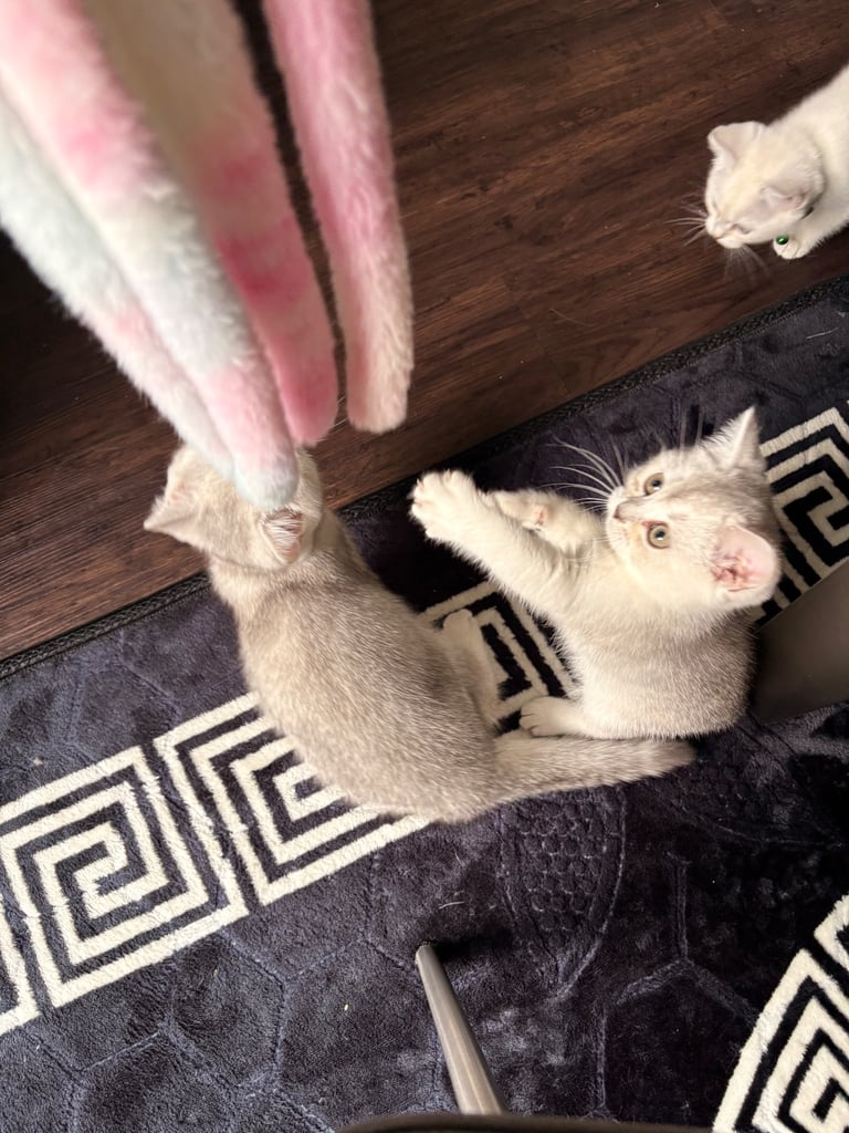 Kitten 