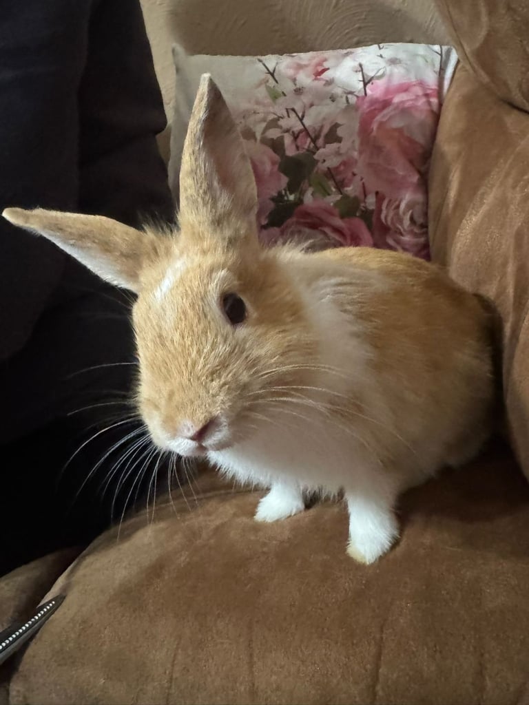 image for Ginger and white bunny