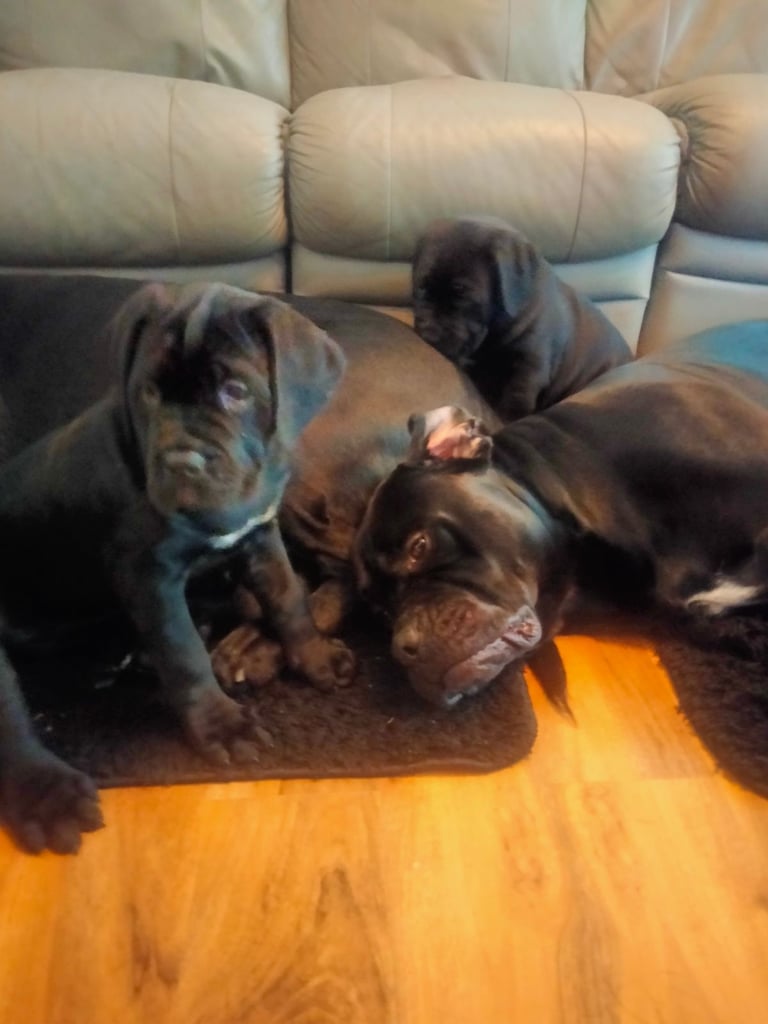 Cane Corso puppies black