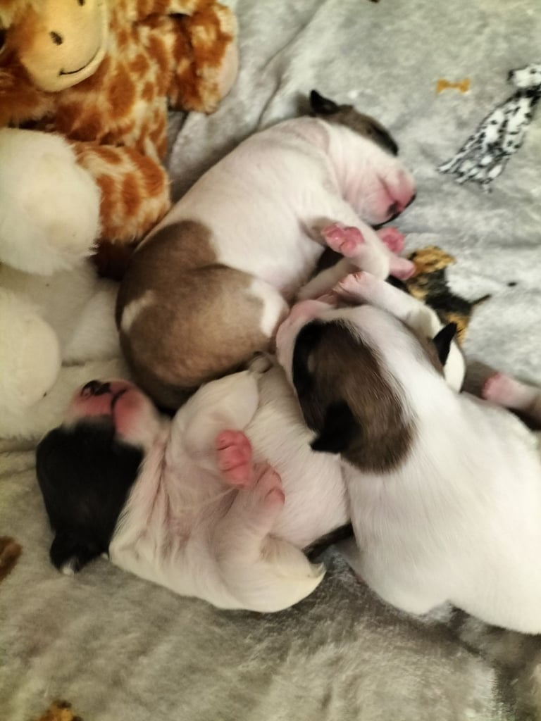 Cute litter of puppys 