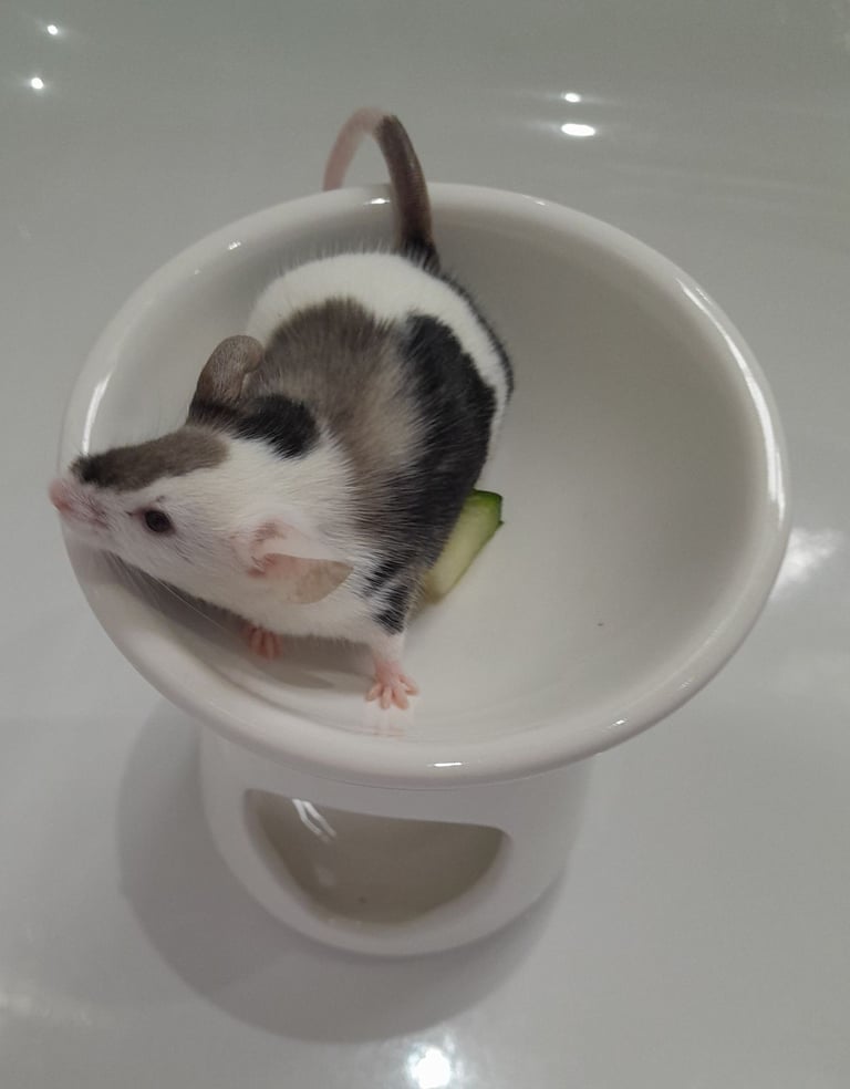 Mice for sale (Bucks)