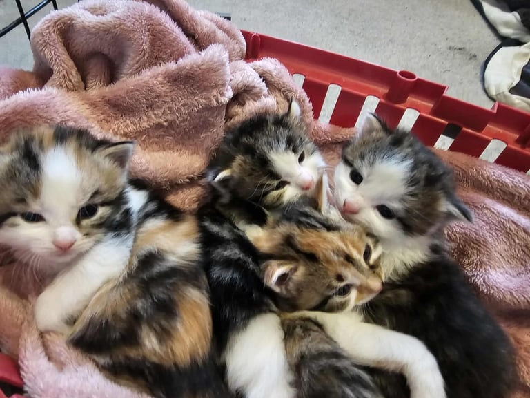 Long haired domestic x Maine coon 