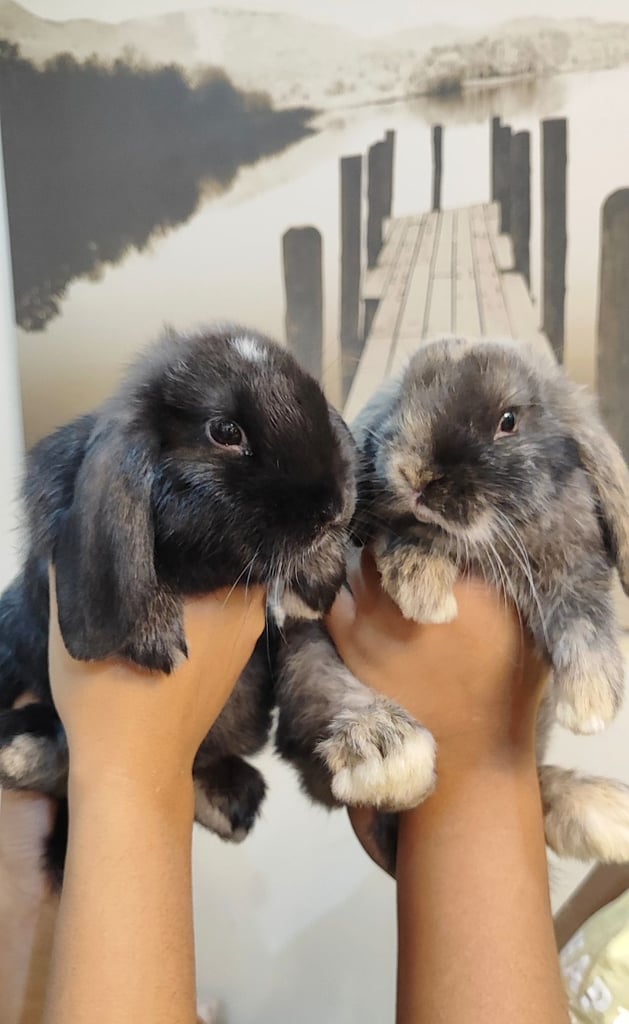 mini lop and mini lop lion head 