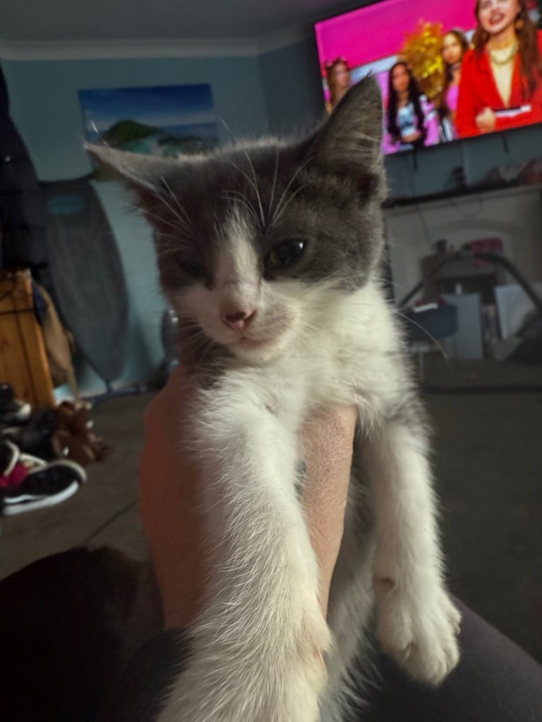 2 grey and white kittens 