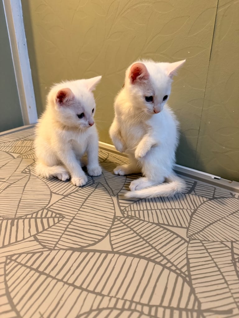 Kittens 