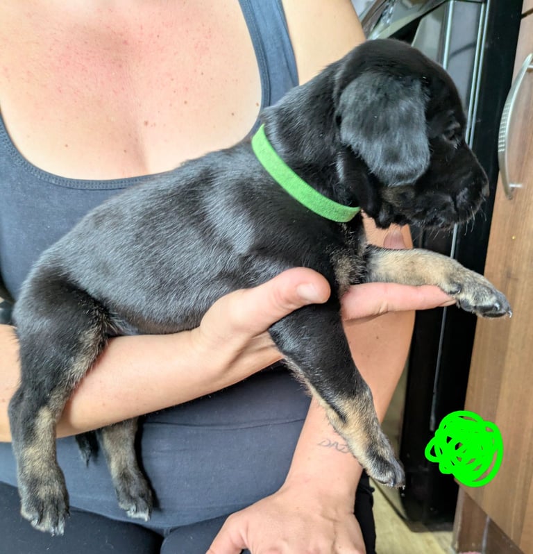 8 Springer, jack X staffy,whippet,saluki,bull greyhound puppies 