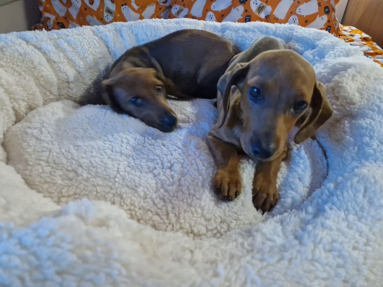 Beautiful full breed dachshund puppys