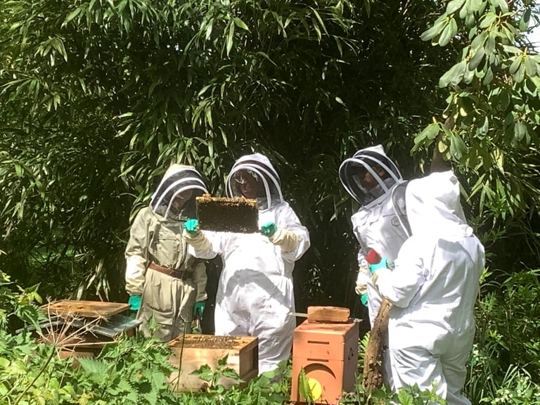 Bee keeping taster sessions