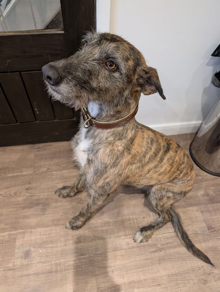 Lurcher