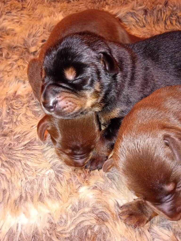 Pure breed superb lines Doberman pups