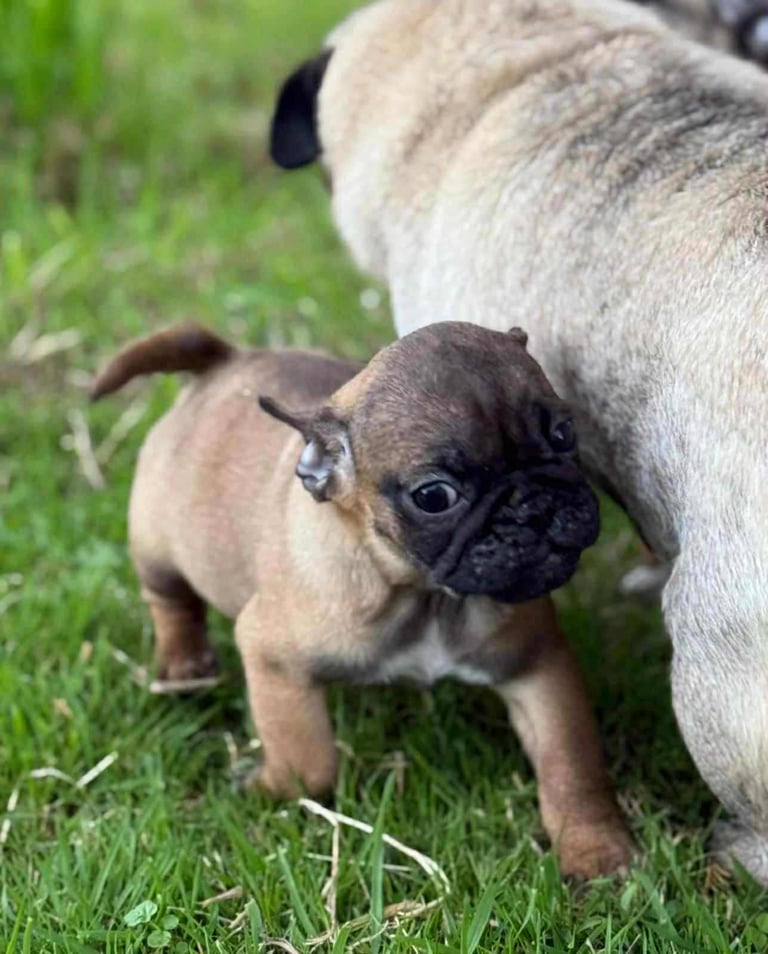Pug Puppies 