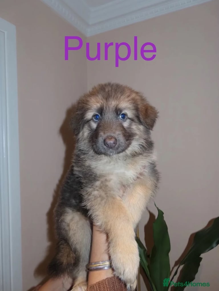 *READY* RARE BLUE/BLACK KC REG GSD PUPS 💙 🐾
