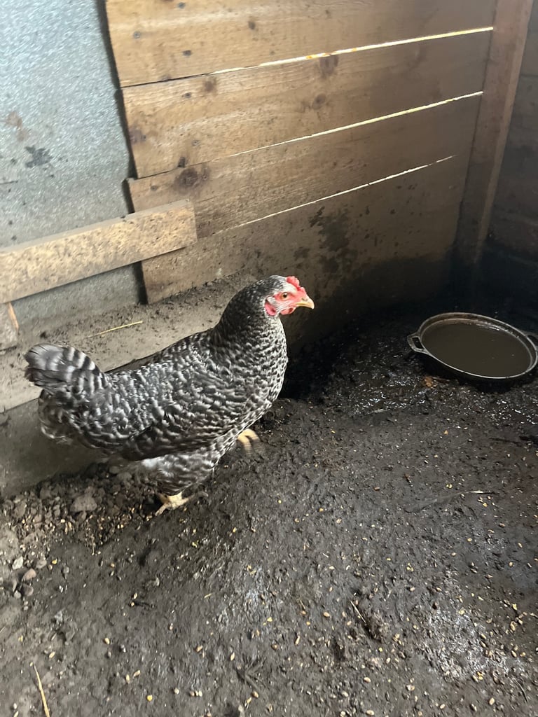 3 Ducks and 5  chickens 