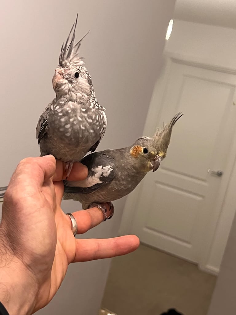 Budgies and cocktail for sale