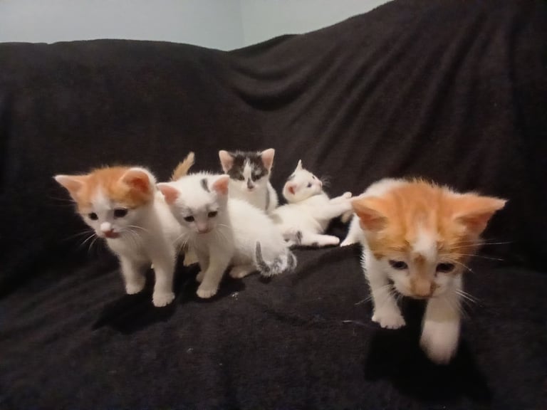 5 kittens