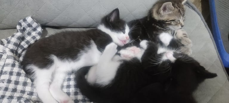 Gorgeous and playful kittens