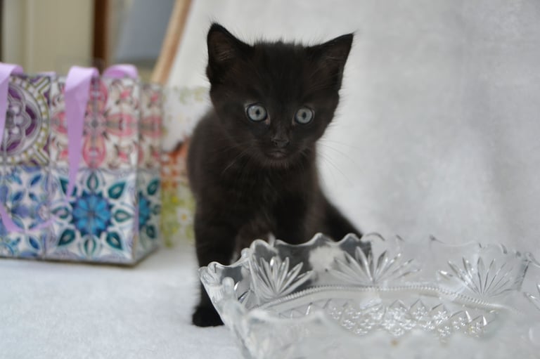 Maine-Coone/Bombay Mixed Kitten