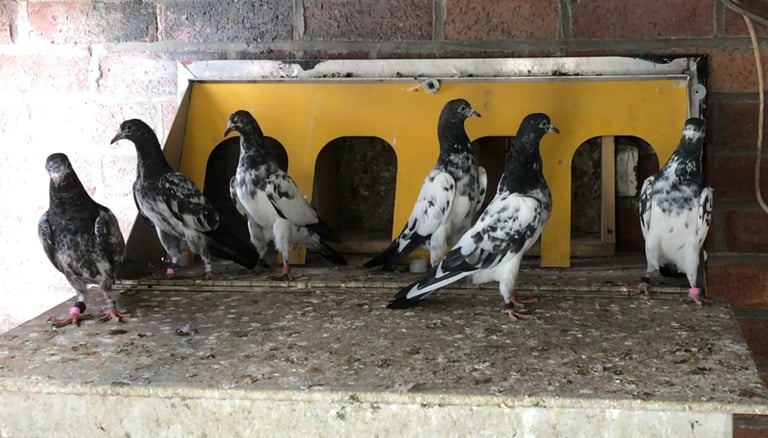 image for Pigeon 