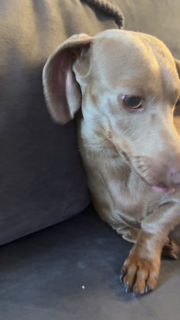 Lilac and tan miniture daschund 