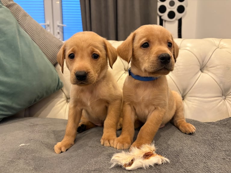 Labrador pups 