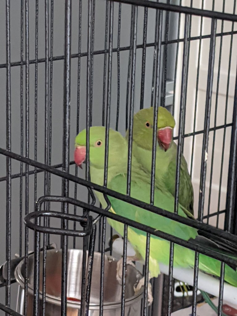 Parrots with cage