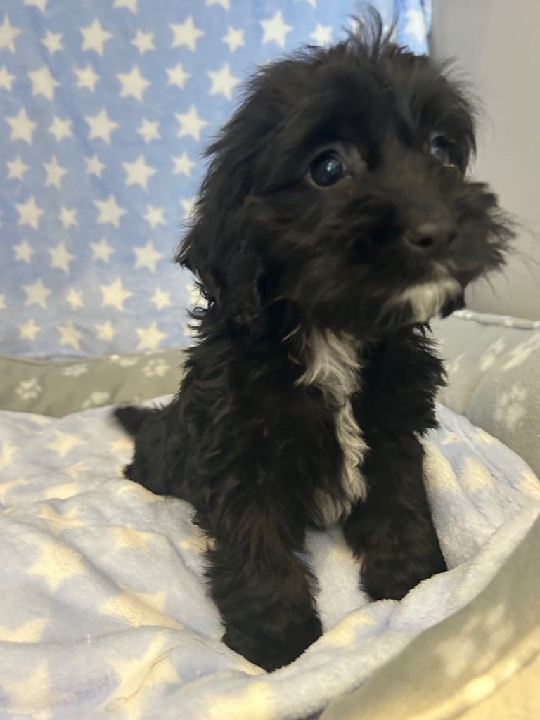 5 boy cockapoo puppies for sale