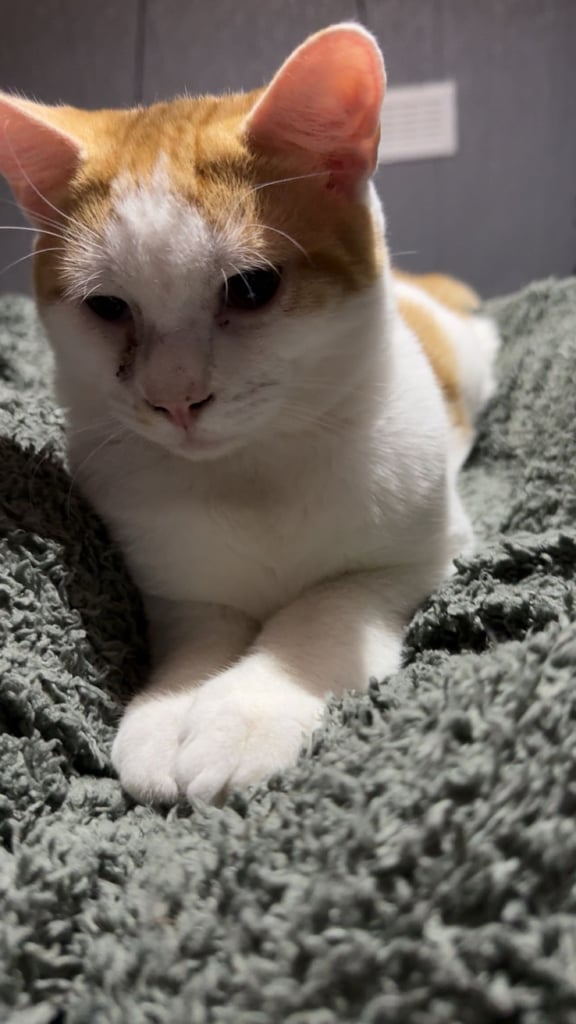 kitten