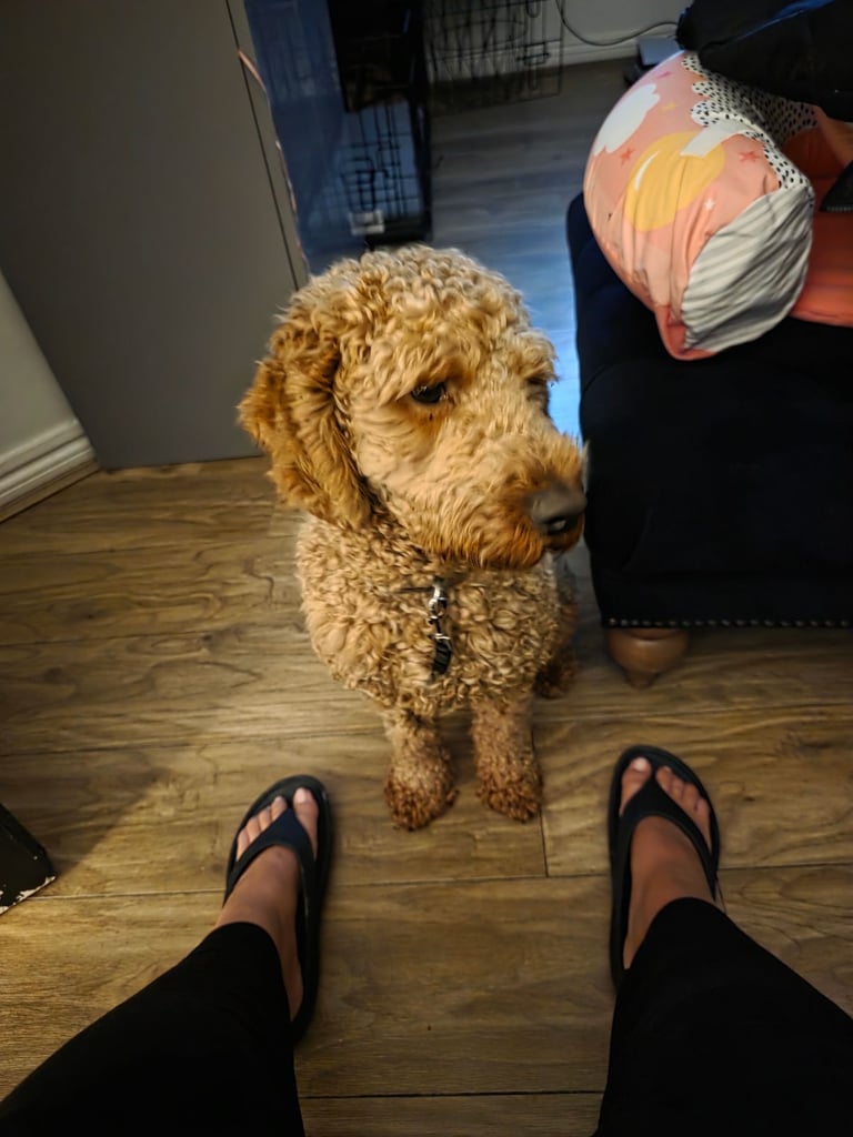 Cockapoo 18months 